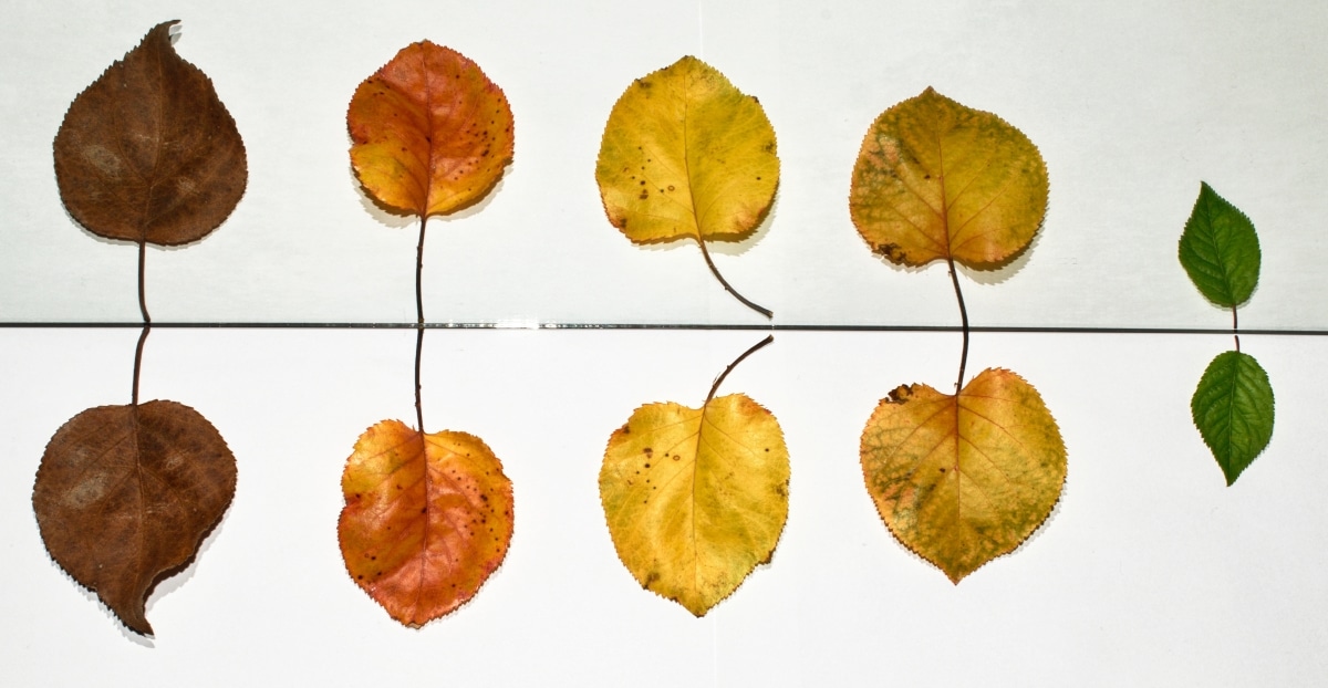 leaf lifecycle